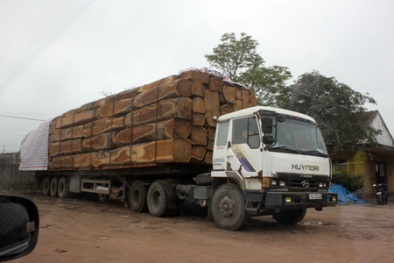Cảnh sát giao thông thờ ơ khi xe gỗ phá đường?